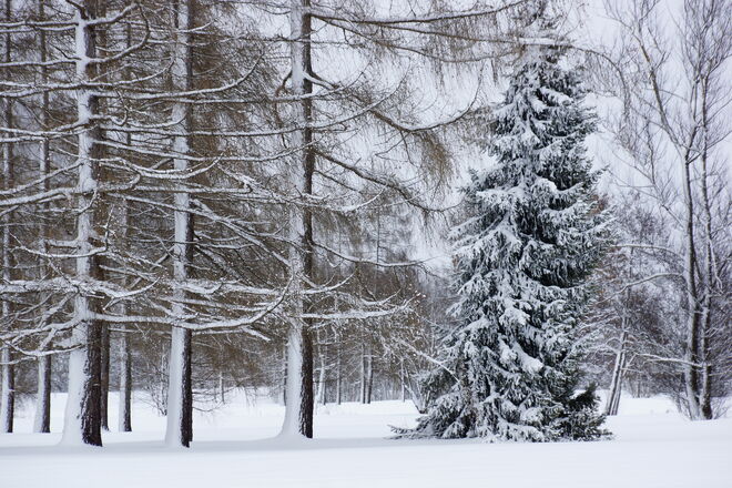 Viel Schnee und starken Wind gibt es derzeit
