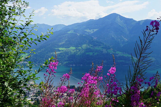 Seeblick mit Weidenröschen