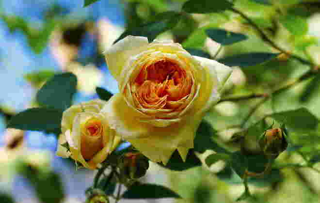 Noch blühen die Rosen wunderschön