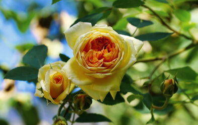 Noch blühen die Rosen wunderschön