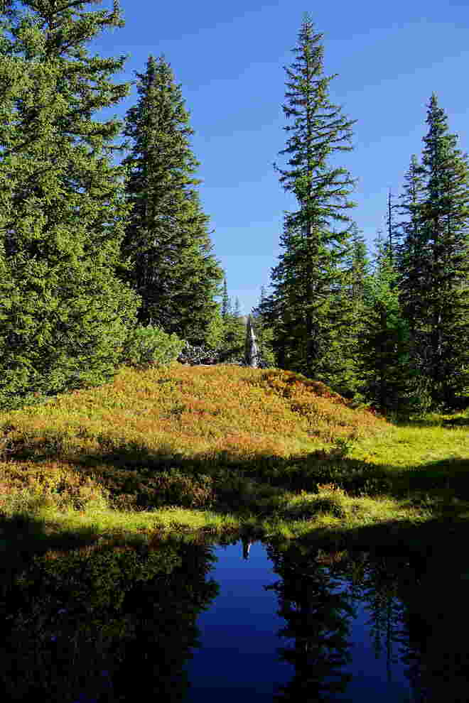 Immer wieder ein Erlebnis - der naturbelassene Rauriser Urwald