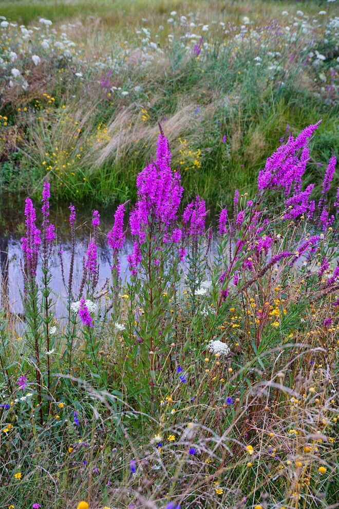 Blühendes und Verblühtes
