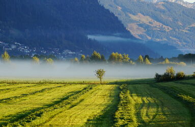 Nebelstimmung am frühen Morgen