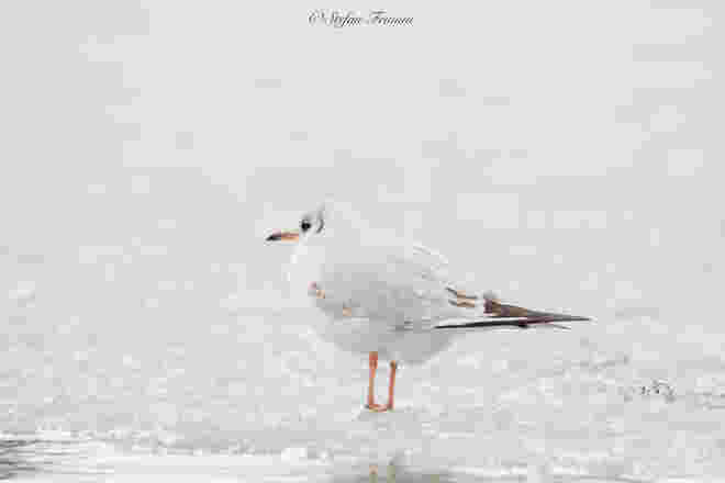 Lachmöwe 