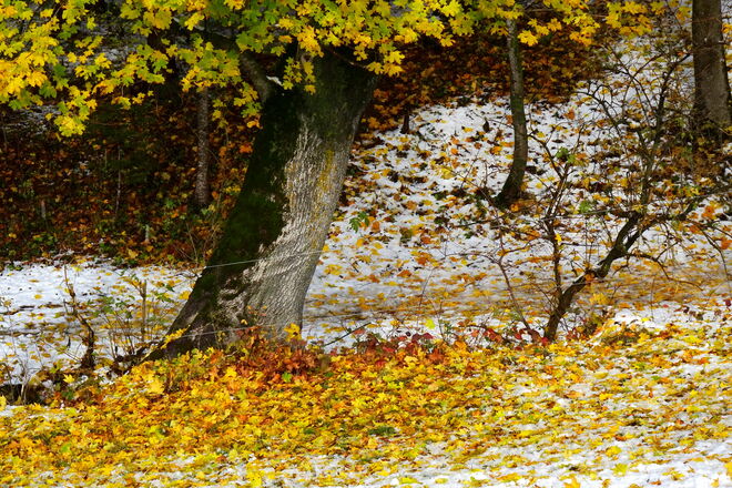 Farbenfroher Frühwinter
