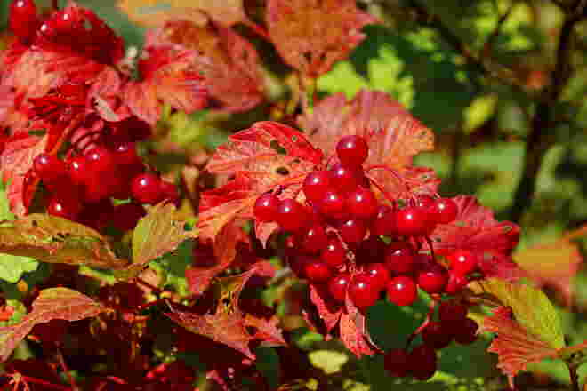 Rote Beerenpracht