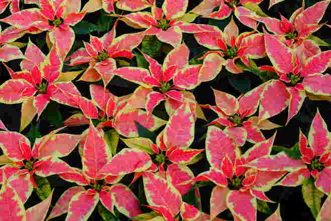 DIE Blume der Weihnachtszeit