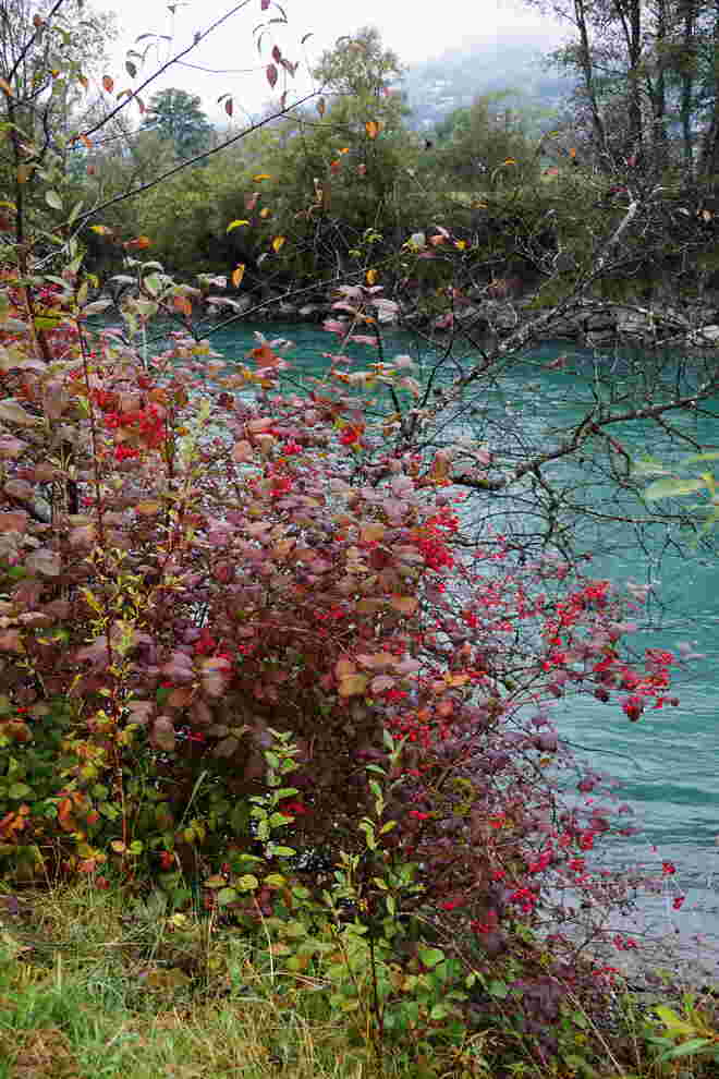 Langsam wird es am Salzachufer bunt 