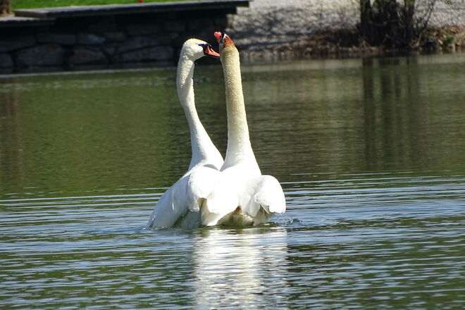 Finale des Liebesspieles