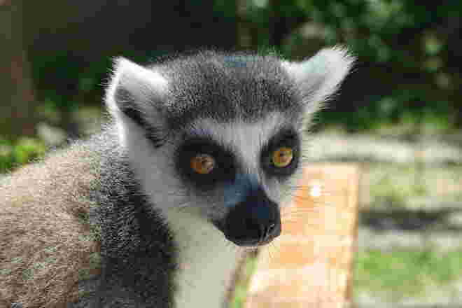 Kattas 3