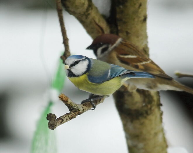 Das Meiserl hat die Nuss - der Spatz das Nachsehen