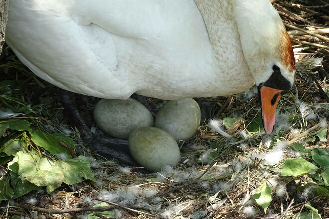 jetzt dauert es nicht mehr lange
