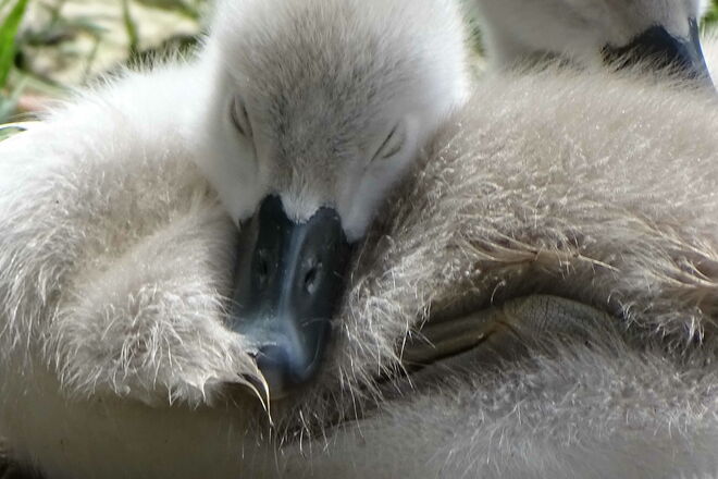 eine handvoll Dunen im Land der Träume