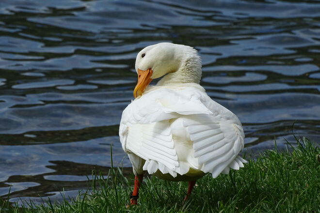 schönes Einzelstück