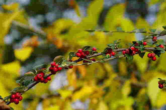 Herbst: rote Beeren und gelbe Blätter