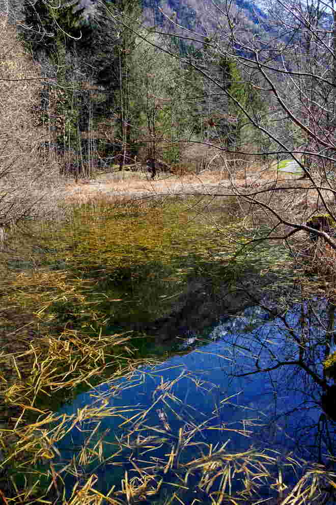 Ein Frosch bzw. Krötenteich
