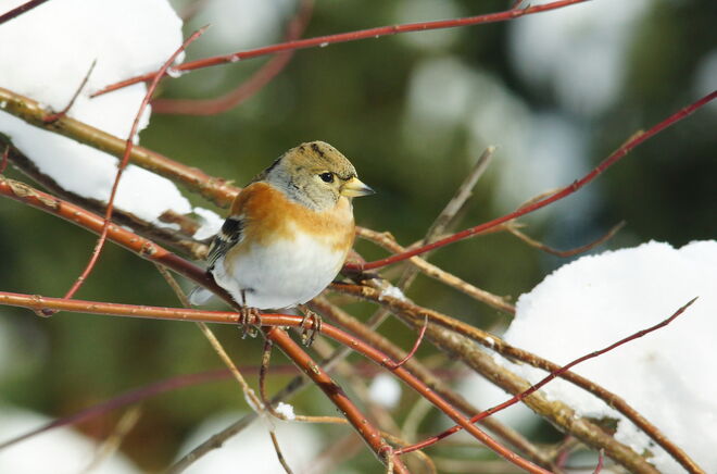 Ein genauer Beobachter