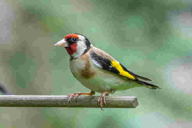 Bunter Vogel