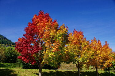 Herbstlicher Farbenrausch