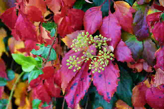 Bunte Blätter zum Herbstbeginn