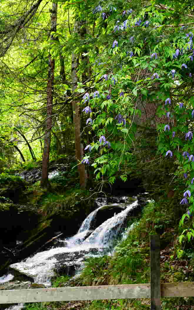 Dort wo der Wildbach rauscht blüht auch die schöne Clematis