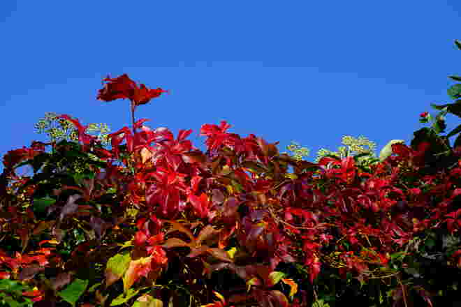 Herbstleuchten