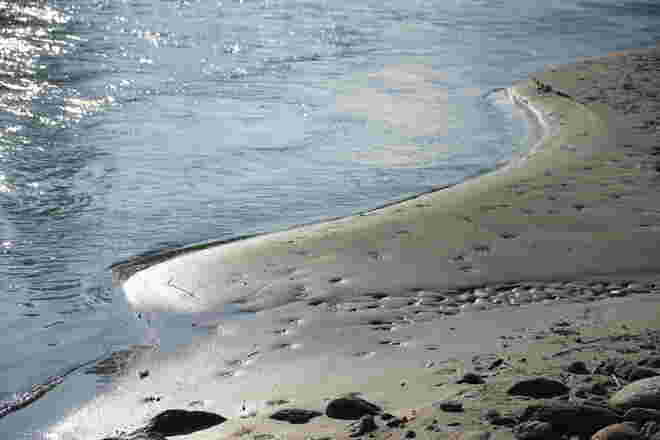 Sandbank mit Hundspuren
