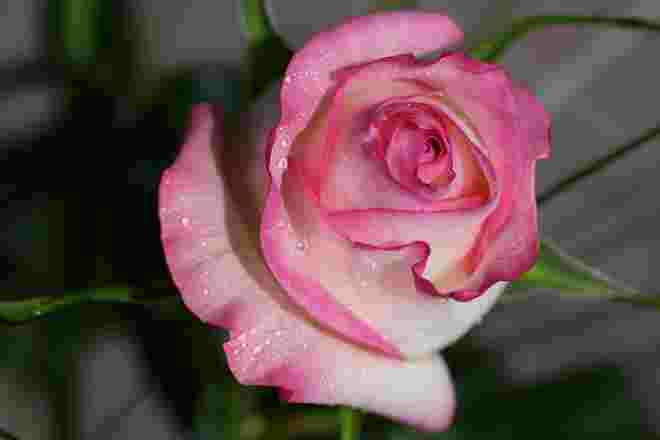 Die Rose ein Symbol der Liebe, Zuneigung und Schönheit.