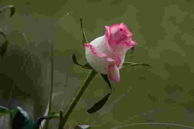 Die Rose, Königin der Blumen.