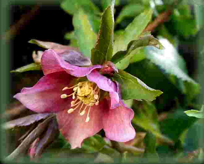 Christrose