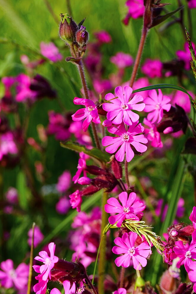 Momentan sieht man überall farbenprächtige Blumen auf den Wiesen