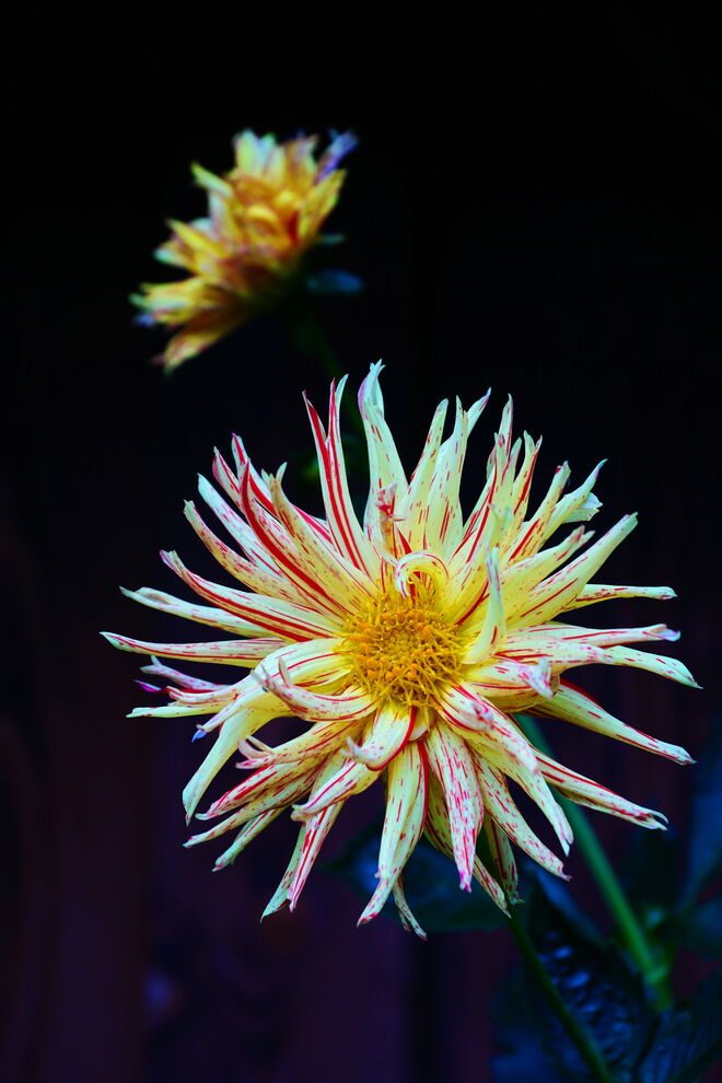 DIE Herbstblume: die Dahlie