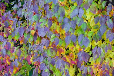 Bunter Blättervorhang