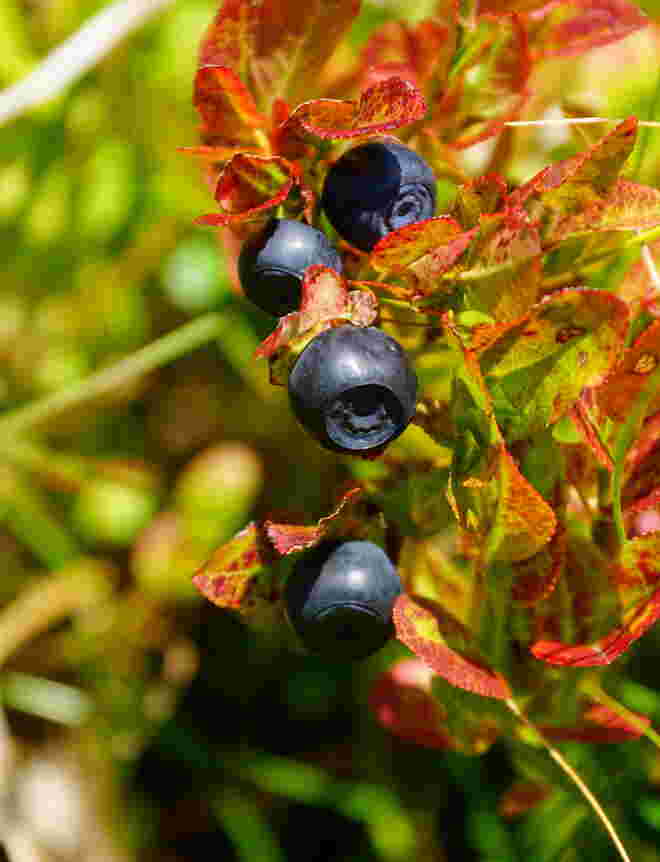 Es gibt noch köstlich süße Heidelbeeren