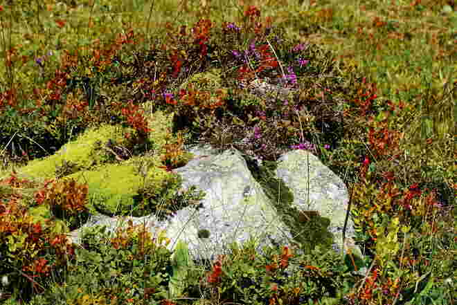 Bunt überwachsen