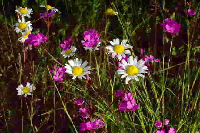 Farbenfrohe Blumenwiese
