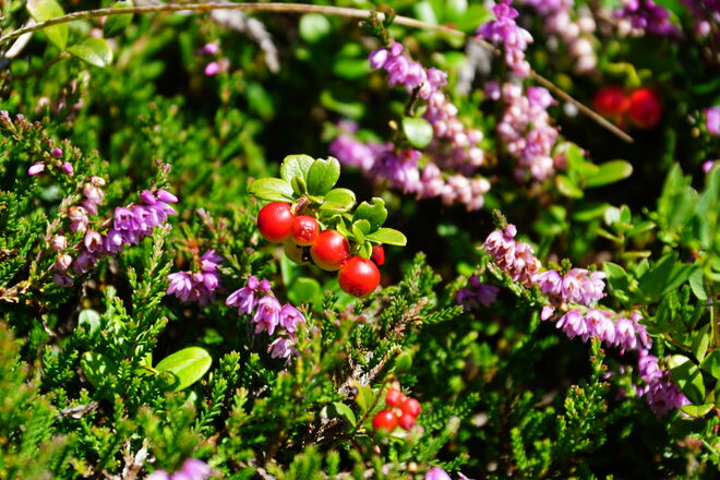 Höchste Zeit zum Preiselbeerenpflücken