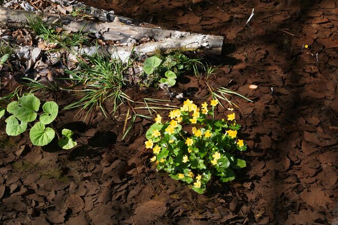 Sumpfdotterblumen im klaren Bächlein