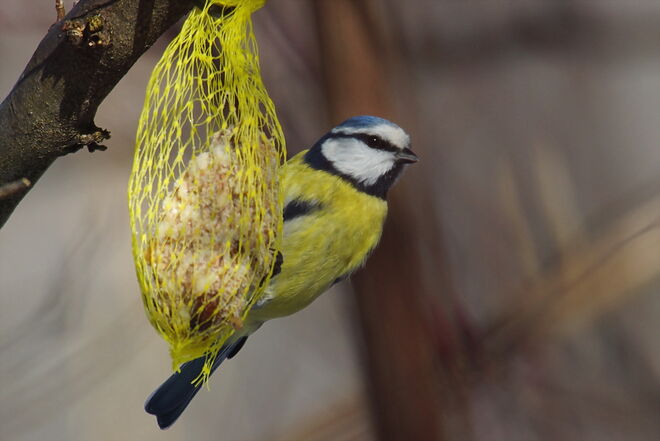 ... aufmerksam .....