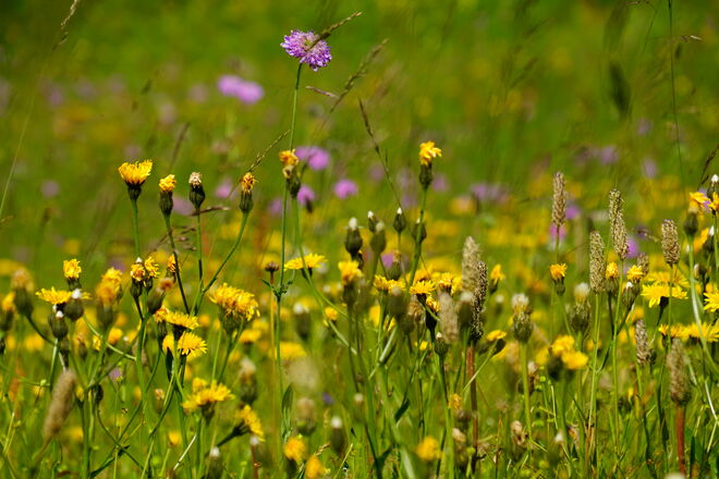 Blick in die blühende Bergwiese