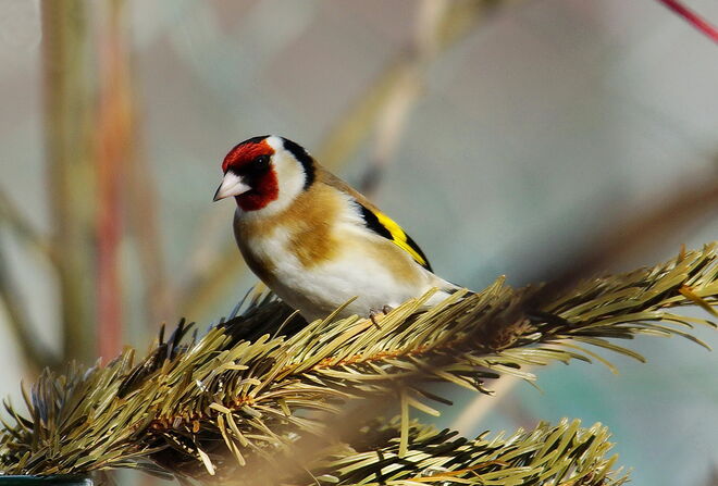 Farbenprächtiger Stieglitz