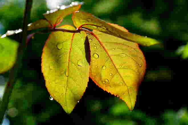 Rosenblätter nach dem täglichen Regen