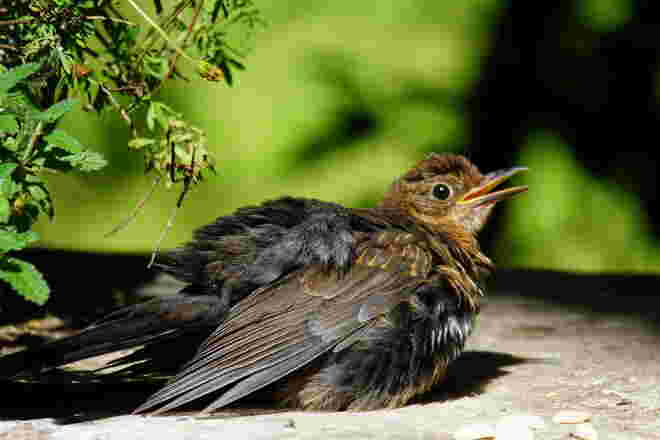 Der Amsel war viel zu heiß
