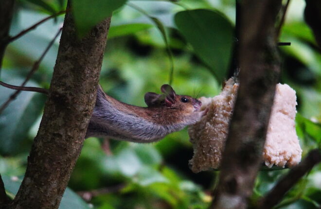 Was man für Futter nicht alles machen muss .....