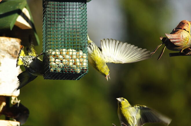 Der Kampf um den Futterplatz