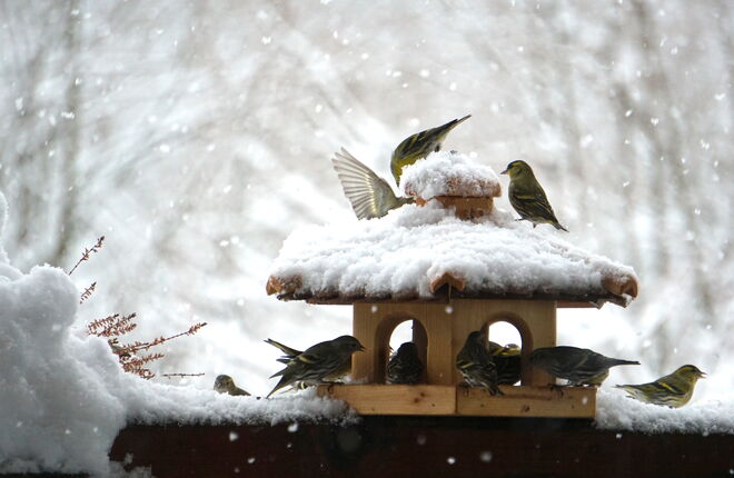 Raubtierfütterung in Wals