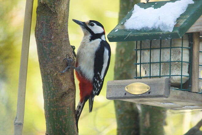 Seit der Sperber kreist, kommen kaum Vögel, meist nur größere wie der Specht