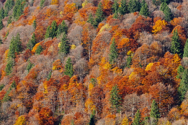 Indian Summer in Fusch