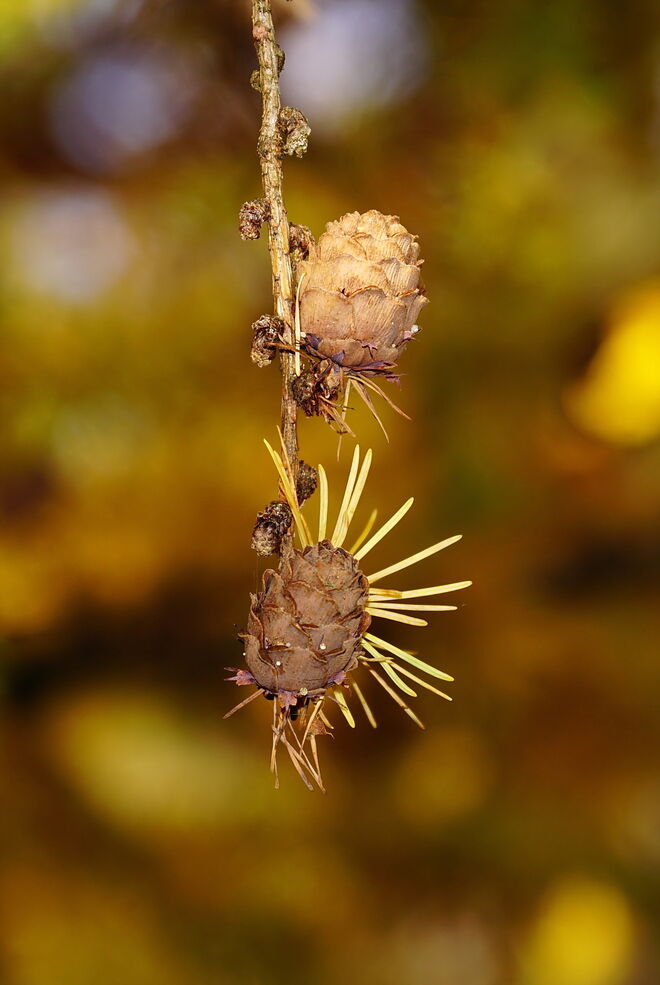 Lärchenzapferl im Herbst
