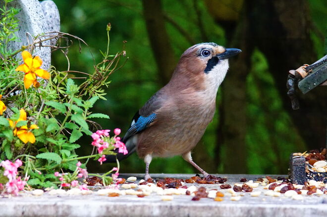 Der prächtige Eichelhäher kommt wieder zum Futterplatz